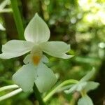 Calanthe sylvatica flower picture by Yann Pecrix (cc-by-sa)