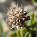 Globularia cordifolia fruit picture by Yoan MARTIN (cc-by-sa)