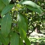 Citharexylum donnell-smithii leaf picture by Daniel Barthelemy (cc-by-sa)