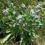 Cynoglossum officinale habit picture by Alain Lagrave (cc-by-sa)