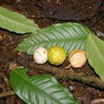 Eugenia lithosperma fruit picture by Nelson Zamora Villalobos (cc-by-nc)