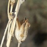 Anthericum ramosum fruit picture by Fabrice Mélet (cc-by-sa)