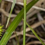 Carex demissa habit picture by Groupe Botanique de Bruxelles (cc-by-sa)