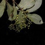 Psychotria neillii leaf picture by Nelson Zamora Villalobos (cc-by-nc)