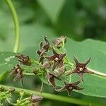 Vincetoxicum rossicum flower picture by Alexander Baransky (cc-by-sa)