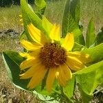 Wyethia helenioides flower picture by bill oconnor (cc-by-sa)