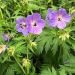 Geranium pratense flower picture by Dieter Cuypers (cc-by-sa)