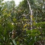 Pandanus sylvestris habit picture by S. Dufour-Kowalski (cc-by-sa)