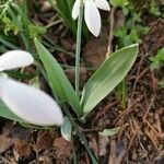 Galanthus elwesii leaf picture by Zori 🌿🐝🌳 K (cc-by-sa)