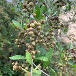 Lawsonia inermis habit picture by Thiam Moussa (cc-by-sa)