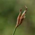 Aphyllanthes monspeliensis fruit picture by Carlos Villasante (cc-by-sa)