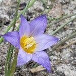 Romulea bulbocodium habit picture by Thierry LE COM (cc-by-sa)