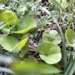 Dichondra carolinensis habit picture by Eli Small (cc-by-sa)