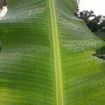 Musa acuminata leaf picture by Ryan Bairley (cc-by-sa)