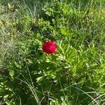 Paeonia peregrina flower picture by marcus kohler (cc-by-sa)