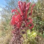 Lobelia tupa flower picture by Aranda Sebastian (cc-by-sa)