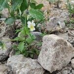 Viola arvensis habit picture by Gradwohl Markus (cc-by-sa)