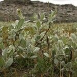 Salix lanata habit picture by Szabolcs Frater (cc-by-sa)