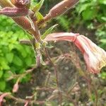 Oenothera stricta flower picture by Dimitri Burdin (cc-by-sa)