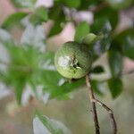 Randia calycosa fruit picture by Nelson Zamora Villalobos (cc-by-nc)