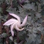 Datura ceratocaula flower picture by el_smokito el_smokito (cc-by-sa)