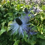 Eryngium alpinum fruit picture by Pietro Sassi (cc-by-sa)