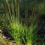 Molinia caerulea habit picture by Andrzej Konstantynowicz (cc-by-sa)