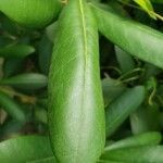 Rhododendron maximum leaf picture by William Coville (cc-by-sa)