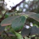 Scutia myrtina leaf picture by Maarten Vanhove (cc-by-sa)