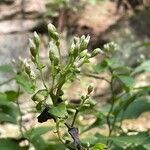 Mikania scandens flower picture by Lisa Johnson (cc-by-sa)