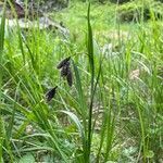 Carex atrata habit picture by Krampl Tomáš (cc-by-sa)