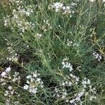 Gypsophila struthium flower picture by Clara (cc-by-sa)