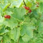 Ribes alpinum leaf picture by mitschifu (cc-by-sa)