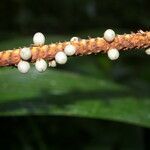 Calyptrogyne trichostachys habit picture by Nelson Zamora Villalobos (cc-by-nc)