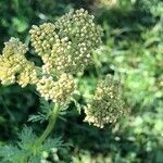 Achillea ligustica fruit picture by Patrice Nodet (cc-by-sa)