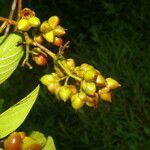 Tetracera hydrophila fruit picture by Nelson Zamora Villalobos (cc-by-nc)