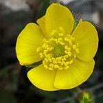 Ranunculus sprunerianus flower picture by dimitris log (cc-by-sa)