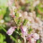 Calluna vulgaris fruit picture by Jean-Christophe Lombardo (cc-by-sa)