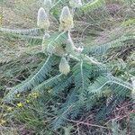 Astragalus alopecurus habit picture by Patrick Carteret (cc-by-sa)