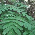 Calliandra parvifolia leaf picture by diego diego (cc-by-sa)