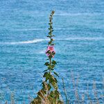 Alcea rosea habit picture by Sans Attaches (cc-by-sa)