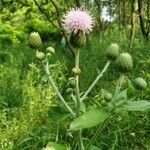 Cirsium altissimum flower picture by Leah Harrison (cc-by-sa)