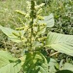 Amaranthus spinosus flower picture by Goustan Bodin (cc-by-sa)