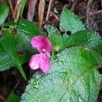 Episcia cupreata flower picture by Olivier Galea (cc-by-sa)