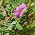 Tephrosia subtriflora flower picture by susan brown (cc-by-sa)