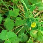 Medicago lupulina flower picture by Filip Arndt (cc-by-sa)