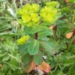 Euphorbia helioscopia habit picture by Meloni Emanuele (cc-by-sa)