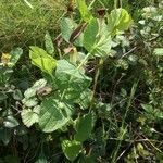 Aristolochia rotunda habit picture by Cathy Gilland (cc-by-sa)