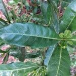 Gardenia urvillei leaf picture by Julien Barrault (cc-by-sa)