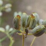 Bupleurum rigidum fruit picture by Llandrich anna (cc-by-sa)